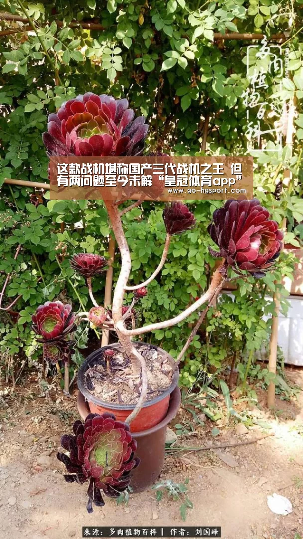 这款战机堪称国产三代战机之王 但有两问题至今未解“皇冠体育app”(图2) 皇冠足球